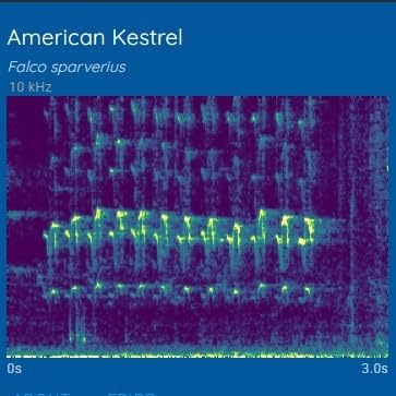 Bird Song & Call Identifier: 24/7 backyard sound identification | Better than a camera, uses sound to ID resident & migrating hummingbirds, warblers, hawks, owls, orioles, woodpeckers & more!