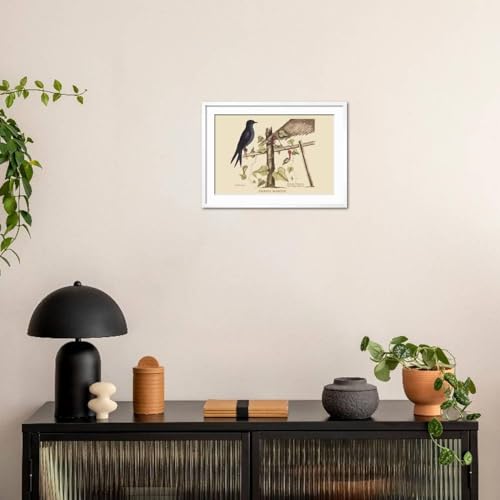 ART.COM Wall Art Print Purple Martin on White Frame by Mark Catesby, 29" x 21" - color: White Frame, size: 24"L x 16"W, style: Framed