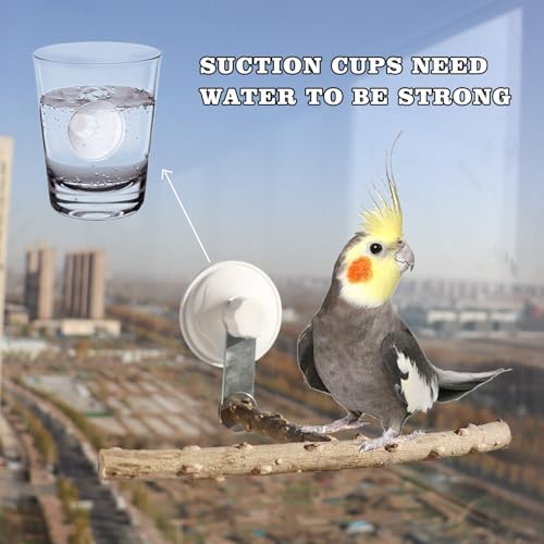 Bird Window Perch Stand with Suction Cup, Outdoor Travel Window Mirror Bird Stand Toy, Suitbale for Small and Medium Bird Parrot Parakeet Cockatiel