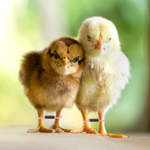 M METERXITY 100-Pack Adjustable Chick Leg Bands, 1.38" x 0.2" Polyester Chicken Leg Brace for Chicks/Ducks/Birds [Pink] Poultry Leg Bands - color: Pink