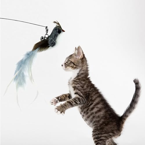6 Pieces Cat Feather Toys Replacement Bird Insect Cat Toy Wand Refills Cats Toy Replacement Natural Bird Feathers for Cats Toys - color: 6 Pcs Bird Insect