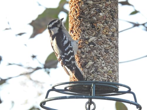 JCs Wildlife Woodpecker Blend Bird Seed Cylinder with Hole, Peanuts Pecans Pumpkin Seeds Berries, No Filler Wild Bird Food for Outside Feeders, Made in the USA, 1 Count (Pack of 2) - size: 1 Count (Pack of 2)