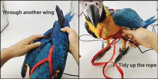 Adjustable Bird Harness with 78.7 Inch Leash, Outdoor Flying Training Rope Kit for Bird Parrots, Parrot Flying Rope Straps Outdoor Training Traction Rope for Small Medium Large Size Birds (XL) - size: XL