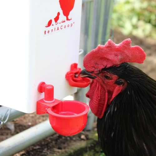 RentACoop 1 Gallon Chicken Waterer with Cups & Nipples