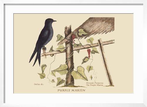 ART.COM Wall Art Print Purple Martin on White Frame by Mark Catesby, 29" x 21" - color: White Frame, size: 24"L x 16"W, style: Framed