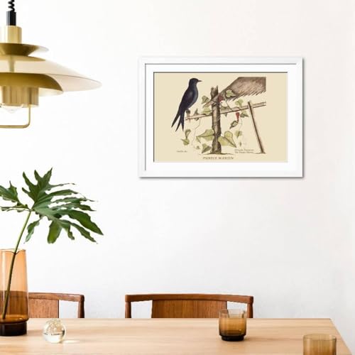 ART.COM Wall Art Print Purple Martin on White Frame by Mark Catesby, 44" x 32" - color: White Frame, size: 36"L x 24"W, style: Framed