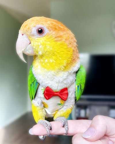UKJENT Bird Diaper with 78 Inch Flying Leash - 2 Pack, Reusable Flight Suit with Waterproof Inner Layer, Washable Cute Urine Wet Suit for Cockatiel Monk Parakeet Sun Parakeet Lory(M) | 2 Pack Large Protective Parrot Nappy, Urine Wet Suit for Parakeets Con