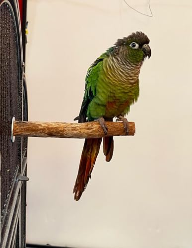 Polly's Single Bolt Hardwood Cage Perches Made in USA for Budgies, Parakeets, Cockatiels, Greys, Amazons, Blue & Gold Macaws, Cockatoos, Green Wing Macaws & Hyacinths. (X-Small) - size: X-Small