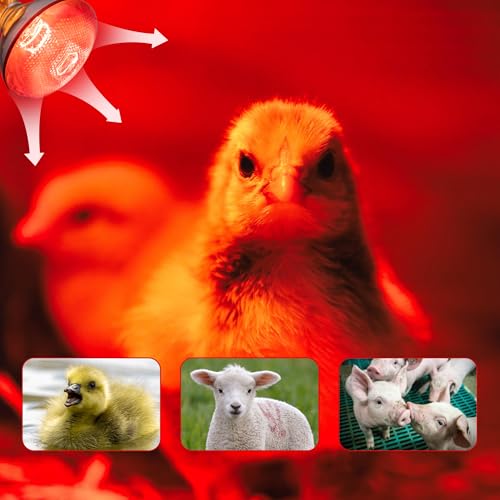250W Chicken Heat Lamp Bulbs, PAR38 Heat Lamp for Chicks, Infrared Reflector Heat Bulb for Brooder Heater, Incandescent Heat Lamp for Pet, Bathroom, Food (2 Pack)
