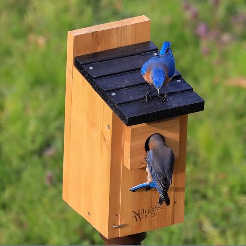 Wild Wings WWCH3 Cedar Blue Bird Box House - size: Bluebird Box House