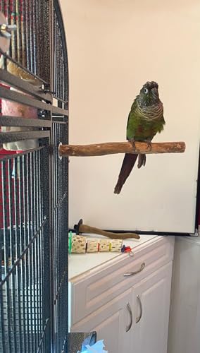 Polly's Single Bolt Hardwood Cage Perches Made in USA for Budgies, Parakeets, Cockatiels, Greys, Amazons, Blue & Gold Macaws, Cockatoos, Green Wing Macaws & Hyacinths. (Small) - size: Small