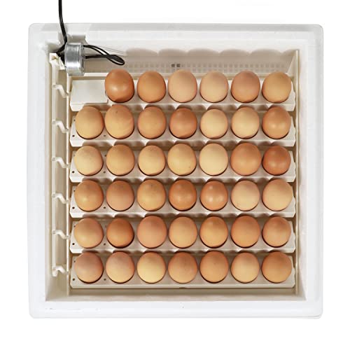 Farm Innovators 3200 Automatic 41 Spot Egg Turner for the Bottom of Incubators to Eliminate Manual Handling and Improve Hatching Rate, White (2 Pack) - size: 2 Pack