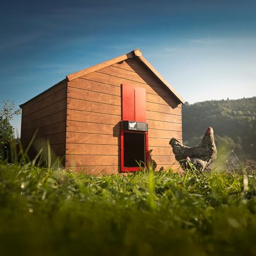 RUN-CHICKEN Door Eternal – Solar Automatic Chicken Coop Door with Built-in Solar Power & Battery Backup, Smart App & Timer Control, Weatherproof Aluminum, Predator-Proof, Easy to Install (Red)