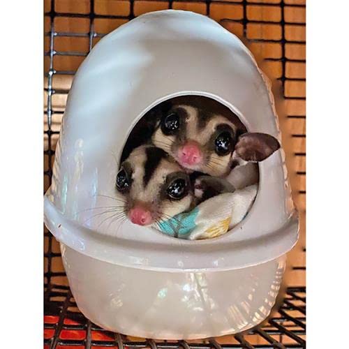 Press 'N' Slide Feed Station - Durable Mounted Food Bowl Dish - Sugar Gliders, Squirrels, Prairie Dogs, Degus, Marmosets, Parrots, Birds, Rats, Hamsters, Gerbils & Other Small Pets… (with Dome) - size: With Dome