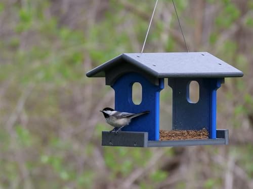 Bluebird Feeder - Poly Lumber - Hanging Blue Bird Feeder for Mealworms (Gray and Blue) - color: Gray and Blue
