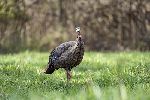 Avian-X LCD Feeder Hen Turkey Decoy with X-Factor Motion System – Realistic Lifelike Collapsible Standing Turkey, Durable Design, Carry Bag & Collapsible Stake for Hunting - style: HDR Hen