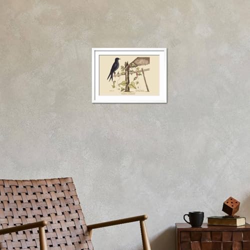 ART.COM Wall Art Print Purple Martin on White Frame by Mark Catesby, 22" x 16" - color: White Frame, size: 18"L x 12"W, style: Framed