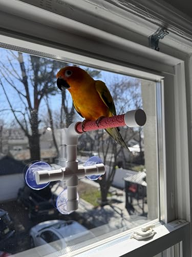 CleanPerch™ Window Bird Perch with Suction Cups. Grooming & Outside Viewing Perch for Parrots, Conures & Small Birds. Window-Mounted Bird Stand (White/Pink, 6") - color: Pink, size: 6"
