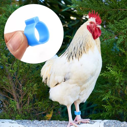 Tenalleys 100 PCS Chicken Identification Band 5Color Chicken Leg Rings 16mm Poultry Foot Rings Leg Bands Clip-on Rings for Poultry Identification
