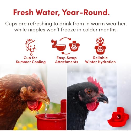 RentACoop 1 Gallon Chicken Waterer with Cups & Nipples