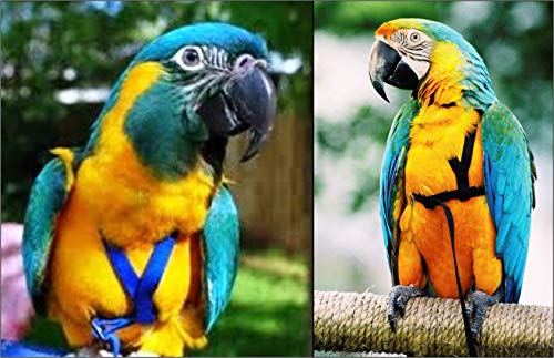 Aviator Bird Harness - color: red, size: L