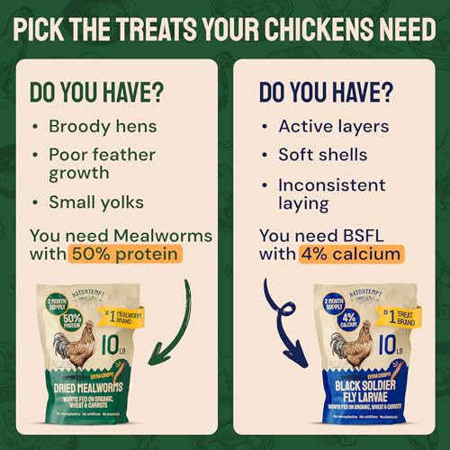 Hatortempt 10lb Dried Mealworms for Chickens & Wild Birds, Chicken Feed | High-Protein Chicken Food - Meal Worms Fed an Organic Diet - Hand Inspected Treats for Laying Hens & Ducks - 2 Yr Shelf Life - size: 10 Pound (Pack of 1)