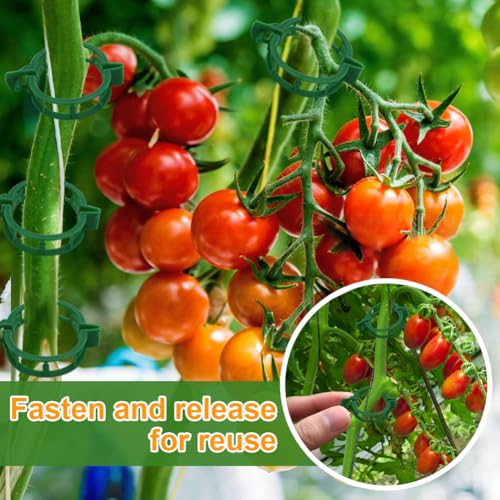 200 Pcs Plant Support Tomato Clips, Garden Clips, Crop Clips for Vine Vegetables, Fixing Tomato, Sweet Pepper, Eggplant, Makes Plants Grow Upright and Healthier（Green） - color: Green