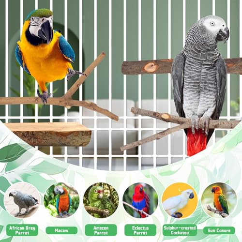 4-Pack Natural Wood Bird Perch Stand with Spacious Platform, Thick & Long Branches, Large Parrot Cage Accessories for African Grey, Macaws, Conures, Eclectus (Medium & Large Birds) - size: Size for Medium & Large Birds