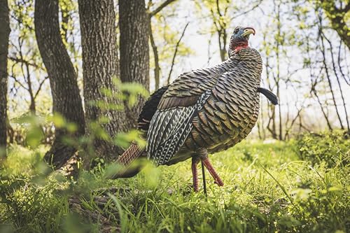 Avian-X LCD Feeder Hen Turkey Decoy with X-Factor Motion System – Realistic Lifelike Collapsible Standing Turkey, Durable Design, Carry Bag & Collapsible Stake for Hunting - style: HDR Jake