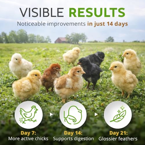 Buff Clucks Herbal Chicken Supplements Natural Poultry Herbs for Baby Chick | Plant Based Herbs Improves Chick Immunity Chicken Food for Egg Production Healthy Coop Snack Treats for Chick Reduce Stress - size: 3 Ounce (Pack of 1)