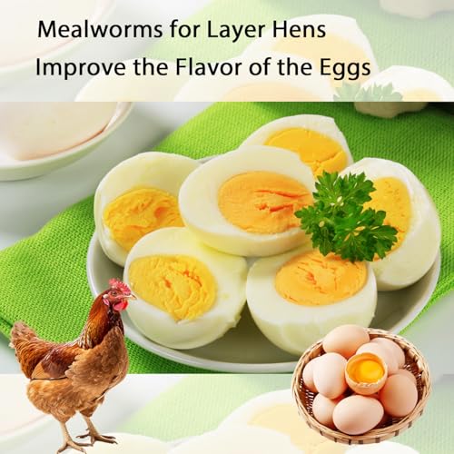Dried Mealworms 5LB Pure Natural Chicken Treats for Laying Hens Wild Birds | NON-GMO High Protein - size: 5 Pound (Pack of 1)