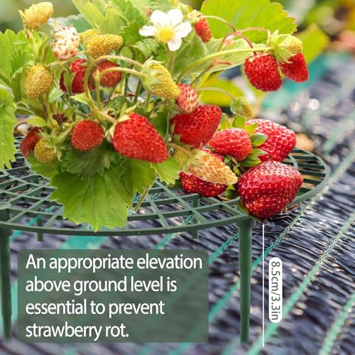 4 Sets Strawberry Plant Support with Mesh Plant Cover,Strawberry Growing Racks Sets with Iron Plant Nails and Storage Bag for Garden Strawberry Vegetables(White Net - Round) - color: White Net - Round