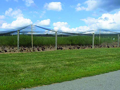 Stromberg's 1" Knotted Netting, Game Bird Netting, Heavy Duty, Chicken Coops, Gardening, UV-Resistant, 85 lb. Break Strength, 25'x50' | Heavy Duty, Chicken Coops, Gardening, UV-Resistant, 85 lb. Break Strength - style: 1" Netting - 25' x 50'