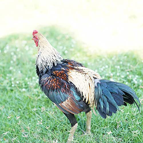 A.D.P. R2 Chicken Supplies Spur & Leg Protect Red Blue 2 Pair, Rooster Booster Protection Rooster Chicken Mitt Safety Poultry Hen Botas para GALLOS BREEDING, Best Rubber
