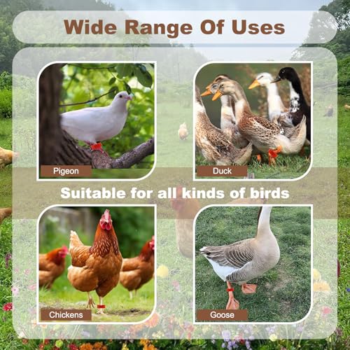 100 Pieces 16 mm Chicken Identification Leg Bands, Colorful 01-100 Numbered Duck Ankle Chicken Foot Tags Bracelets, Clip on Poultry Leg Bands Ring for Hens Chicks Goose Turkey ID (0.62'' (16 mm))