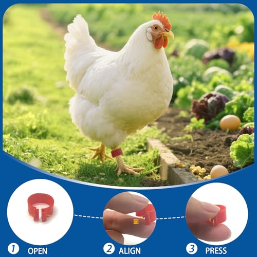 BDS-HOME 100Pcs Numbered Chicken Leg Rings, 16 mm Clip-On Poultry Foot Ring Mark Plastic Anklets Identification Leg Bands Clip Ring for Hens Duck Goose Pigeon Turkeys (5 Color)