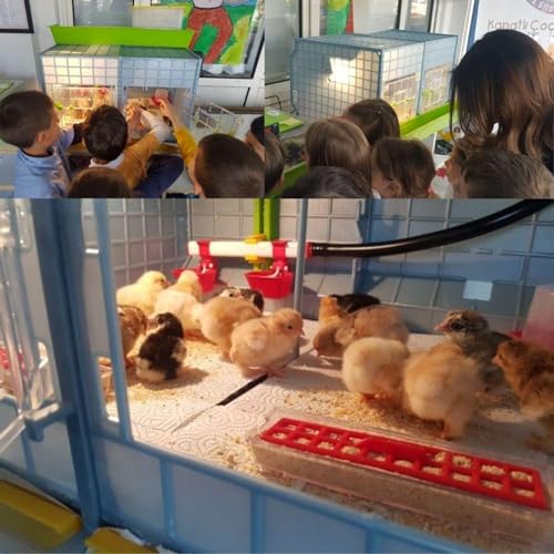 Hatching Time 15" Chick Brooders Stackable & 2-Section Options, Automatic Heating, Easy-Clean Tray, Includes Feeders & Drinkers, Perfect for Quail, Chickens, Ducks & Baby Birds (2 Section) - style: 2 Section, 1 Layer