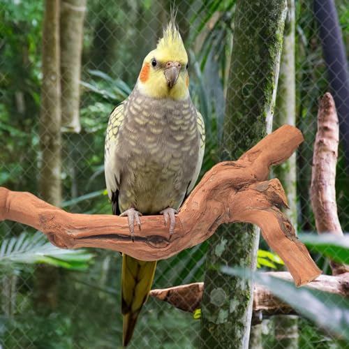 3-Piece Premium Bird Perch Stand with Natural Grape Wood Branch, Paw Grinding Fork, Chewing Stick, Cage Accessories for Parakeets, Budgies, Cockatiels, Finches, Lovebirds - size: 3Piece