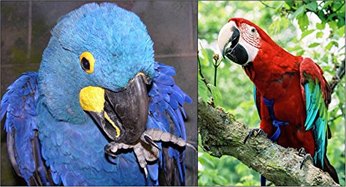 The AVIATOR Pet Bird Harness and Leash: XX-Large Red - color: Red, size: XX-Large