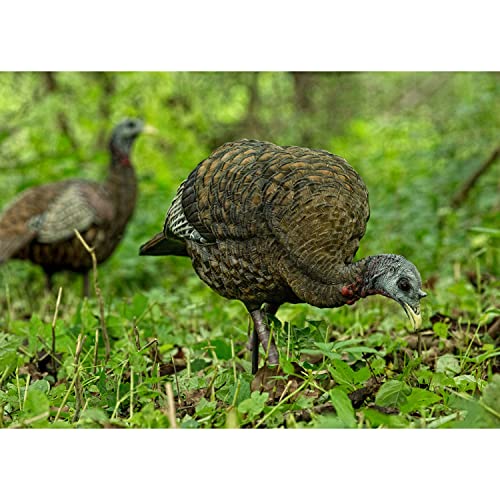 Avian X LCD Feeder Hen Turkey Decoy