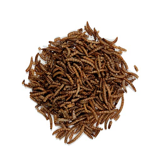 Wagner's 58005 Mealworms Wild Bird Food, 18-Ounce Bag - size: 1.13 Pound (Pack of 1)