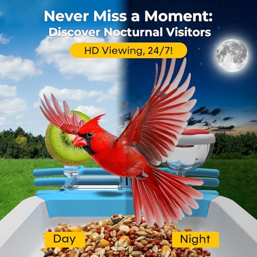 Solar Powered Bird Feeder with Camera: One Full Charge Lasts for Weeks