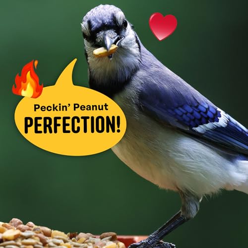 Cool Birds No Mess Sad Squirrels Hot Bird Seed, 10 lb | Spicy shell-free blend of peanuts, sunflower hearts & chili pepper oil – Birds can't detect heat, critters can