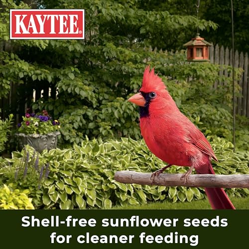 Kaytee Wild Bird Ultra No Mess Nut & Fruit Food Seed Blend For Blue Jays, Woodpeckers, Juncos, Cardinals, Grosbeaks, Sparrows, and Finches, 5.5 Pound - size: 5.5 Pound (Pack of 1)