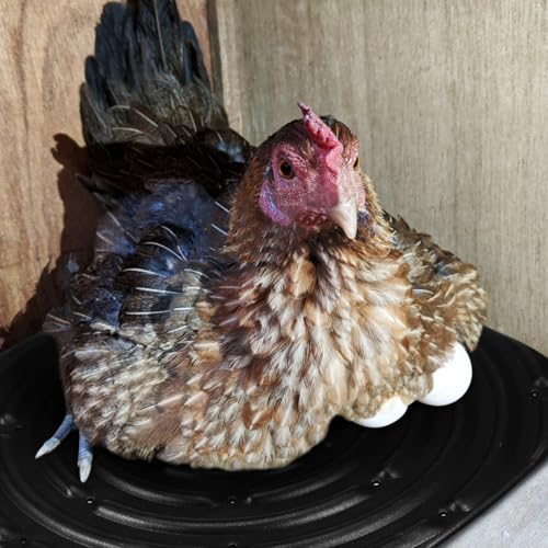 Toyvian Chicken Nesting Pads 4 Pack Washable Nesting Box Liners Soft Sponge Egg Laying Mats for Coop Use Textured Surface Easy-Cut Poultry Care Supplies 12.00 X 12.00 X 0.39 in