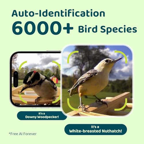 NETVUE by Birdfy Bamboo Bird Feeder with Camera Solar Powered,2K Live Stream&Lifetime AI Bird Identification&Motion Detection,birdswatching Ideal Bird Feeder Gift for Moms and Bird Lovers - style: AI Permanent Service