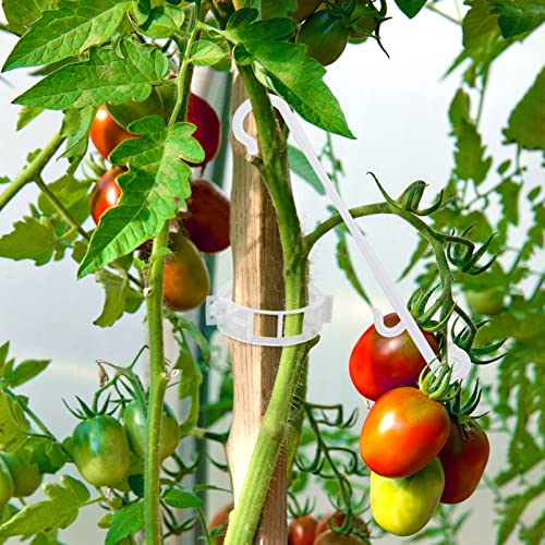 250 Pcs Tomato Clips and Hooks, Plant Support Clips for Tomatoes Grape Grow | for Plants Grow Upright or Prevent Falling Off, Makes Plants Healthier, J Tomato Hooks Trellis Vine Cages Clip