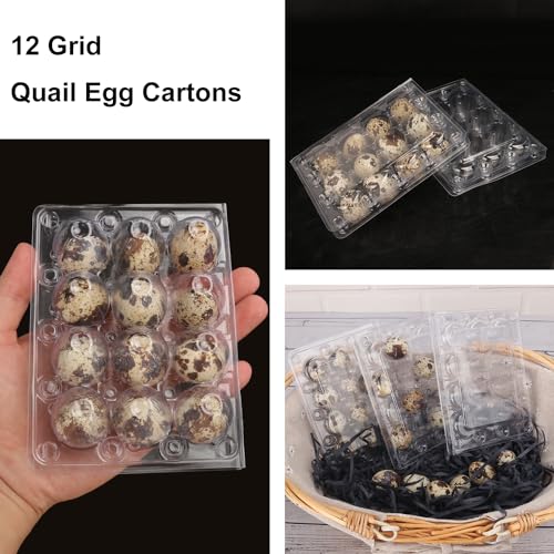 200 Pack Quail Egg Cartons, Clear Plastic Quail Egg Trays, Holds up to 12 Quail Eggs Securely - Your Ultimate Small Eggs Carton Holders for Bulk Storage and Display - size: 200 Pack Quail Egg Cartons 12 Grids