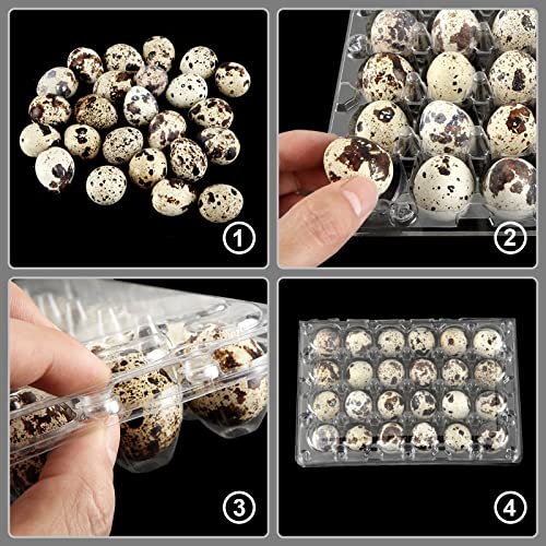 100 Pcs Quail Egg Cartons, 24 Grids Clear Quail Egg Cartons, Reusable Quail Egg Cartons Cheap Bulk, Plastic Stackable Egg Storage Box for Small Eggs,Quail,Pheasant,Pigeon Eggs