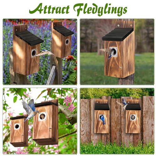 Dreyoo 2 Pack Bluebird Box Houses for Outside,1-1/2'' Entrance Hole Wooden Bird Houses with Metal Guard, Secure Latch,Fledgling Grooves,Air Vents for Bluebird Wren Swallow (Black Roof,Burnt Wood Body) - color: Black Roof,Burnt Wood Body